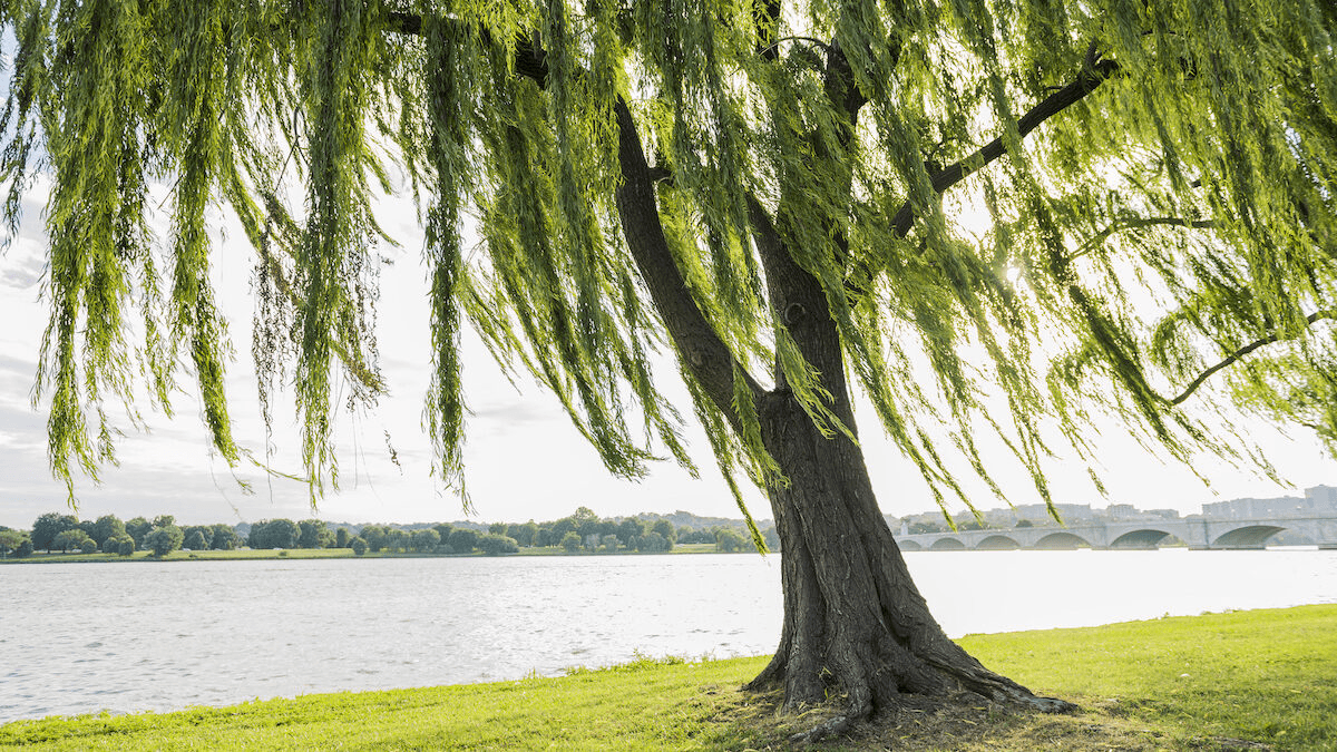 A weeping willow leaning over still, calm water in soft natural light